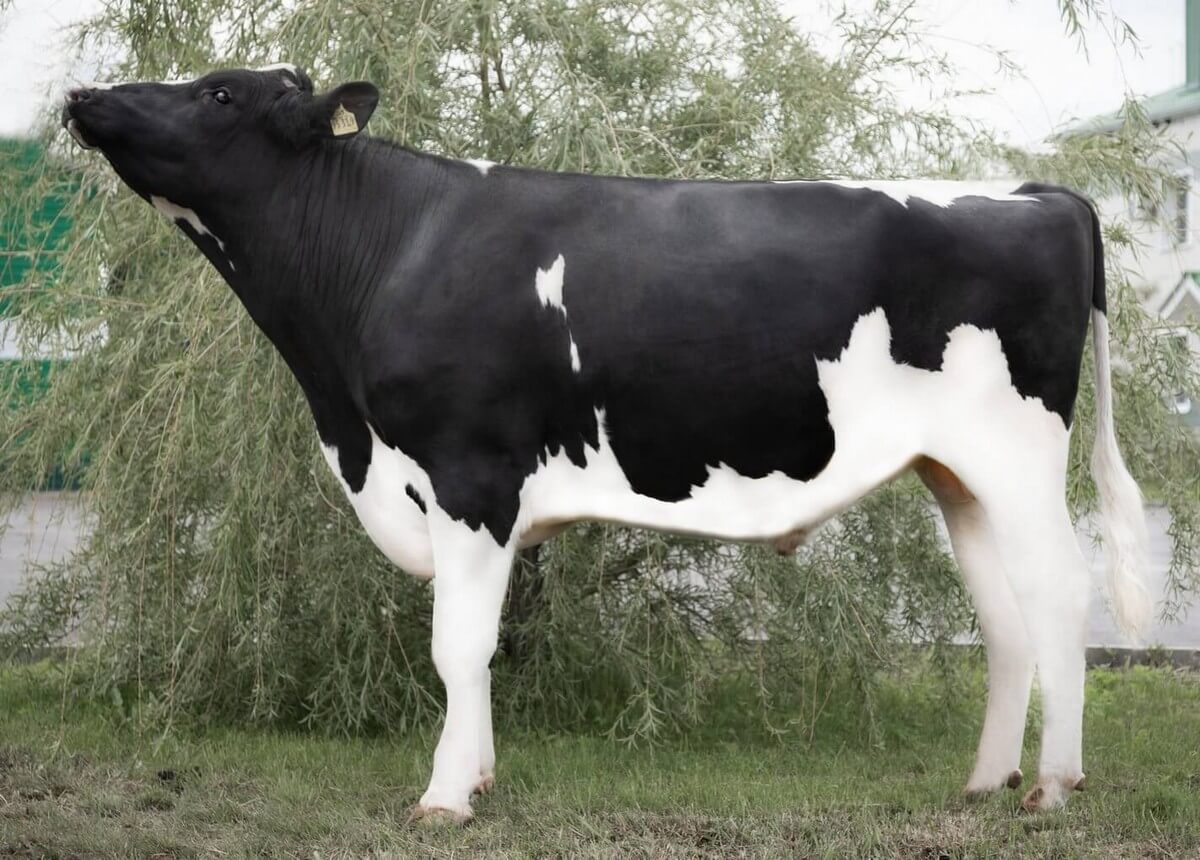 Еллоу ЕТ Еллоу ЕТ