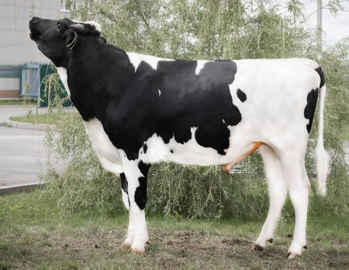 Пилли Пилли