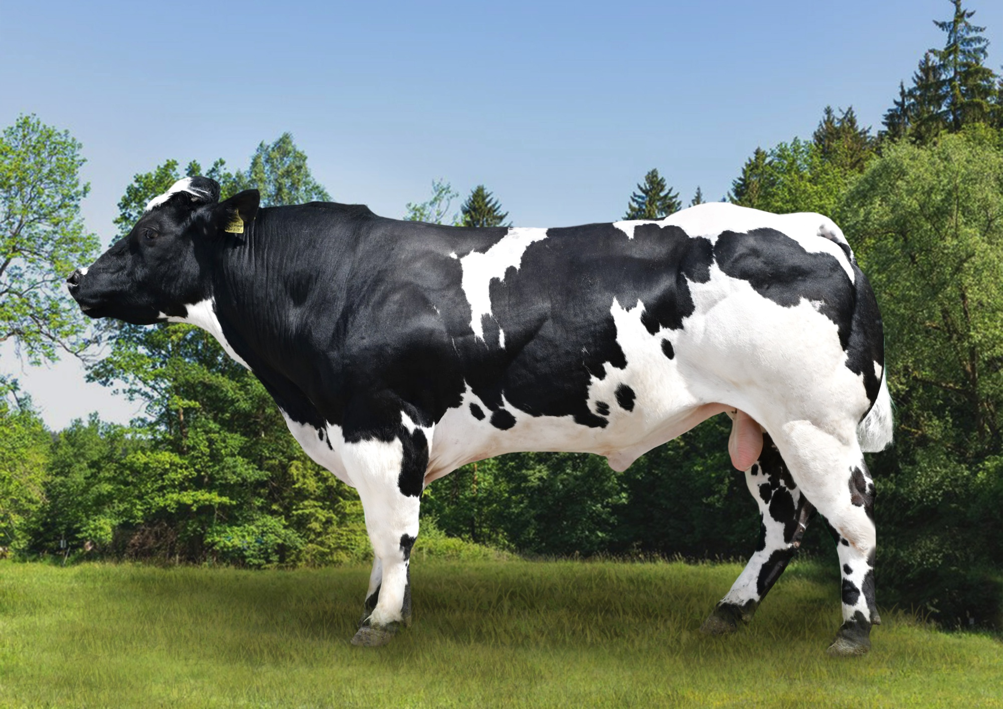 Стонер Стонер