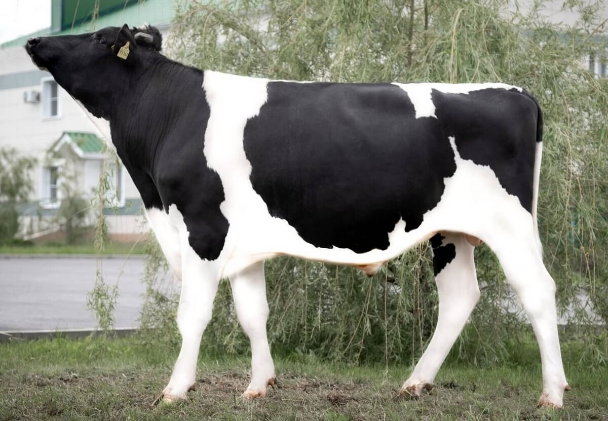 Манно ЕТ Манно ЕТ