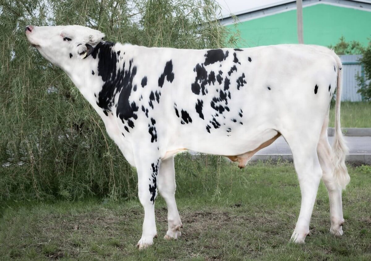 Баяло Баяло