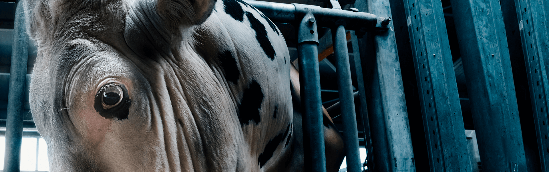 Быки-производители