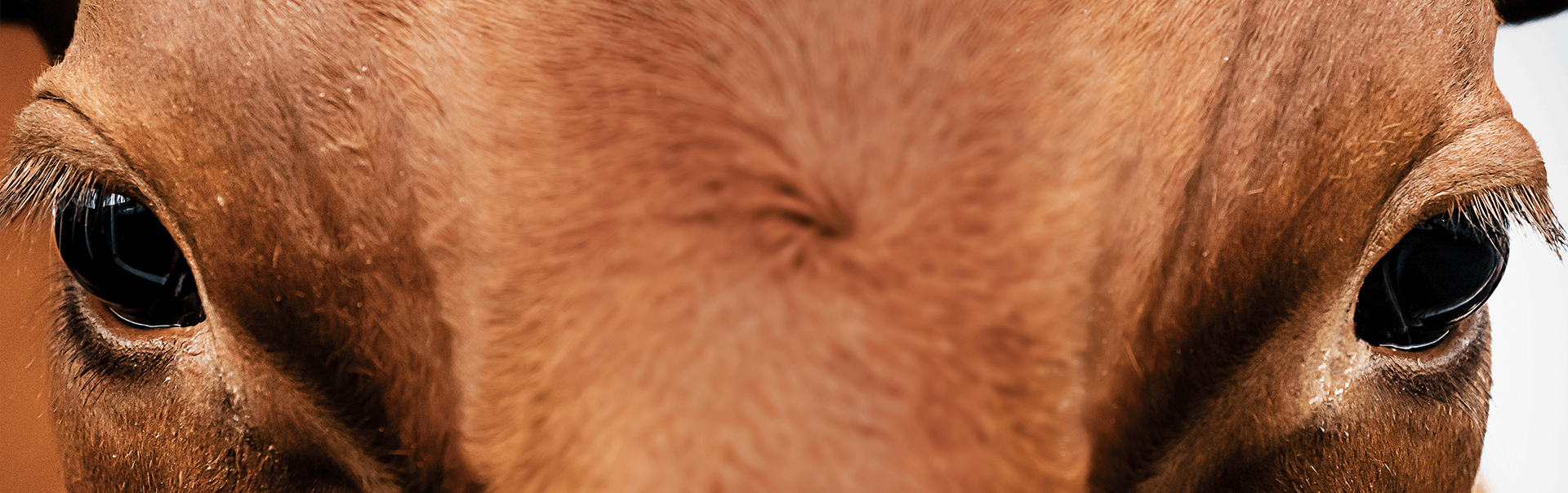 Видеопрезентация