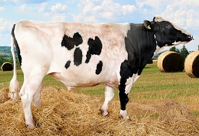 Мэйспектр ЕТ