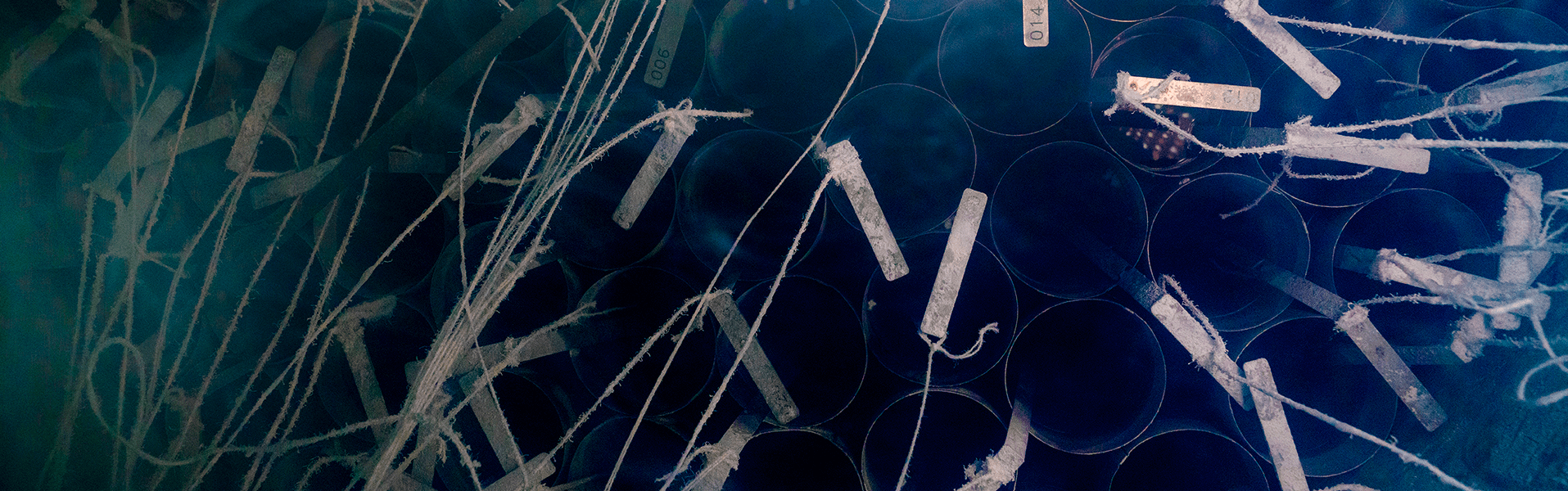 Эмбрионы КРС